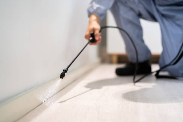 Licensed Ant Control service in Kearny, NJ - Show Me Pest Control